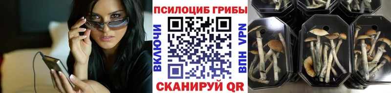 где можно купить наркотик  мориарти наркотические препараты  Псилоцибиновые грибы Cubensis  Верхняя Пышма 